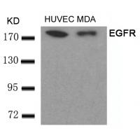 EGFR(Ab-693) Antibody