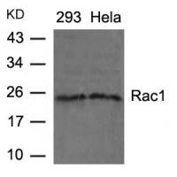 Rac1(Ab-71) Antibody