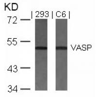 VASP(Ab-157) Antibody