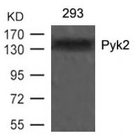 Pyk2(Ab-402) Antibody