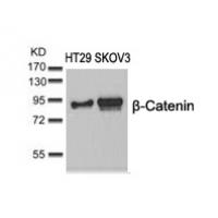 b-Catenin(Ab-37) Antibody