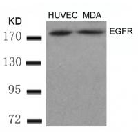 EGFR(Ab-869) Antibody