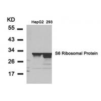 S6 Ribosomal Protein(Ab-235) Antibody
