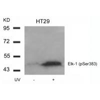 Elk-1(Phospho-Ser383) Antibody
