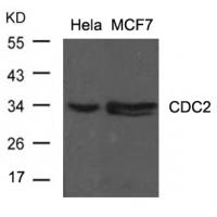 CDC2(Ab-15) Antibody