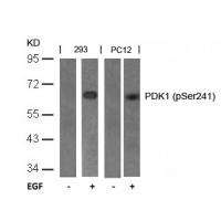 PDK1(Phospho-Ser241) Antibody