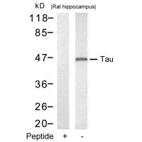 Tau(Ab-212) Antibody