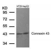 Connexin 43(Ab-368) Antibody
