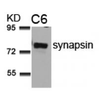 synapsin(Ab-9) Antibody