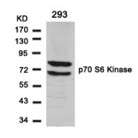p70 S6 Kinase(Ab-411) Antibody