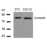 Cortactin(Ab-466) Antibody