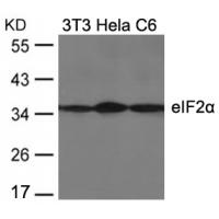 eIF2a(Ab-51) Antibody