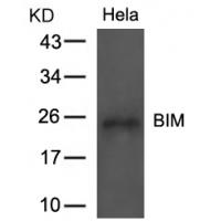 BIM(Ab-69) Antibody