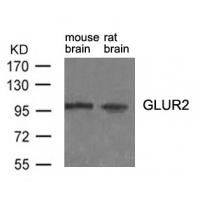 GluR2 (Ab-880) antibody