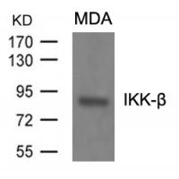 IKK-b(Ab-199) Antibody