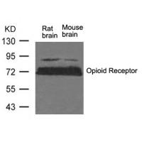 Opioid Receptor(Ab-375) Antibody
