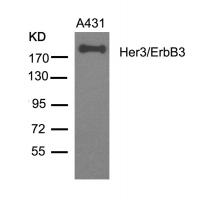 Her3/ErbB3(Ab-1328) Antibody