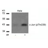 c-Jun(Phospho-Thr239) Antibody