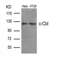 c-Cbl(Ab-700) Antibody