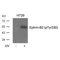 Ephrin-B2(Phospho-Tyr330) Antibody