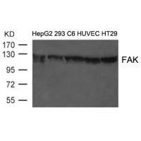 FAK(Ab-397) Antibody