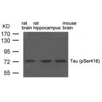 Tau(phospho-Ser416) Antibody