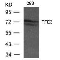 TFE3 Antibody