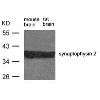 synaptophysin 2 Antibody