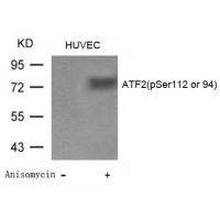 ATF2(Phospho-Ser112 or 94) Antibody