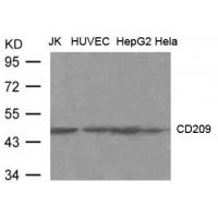CD209(DC-SIGN) Antibody