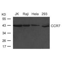 CCR7(CD197) Antibody