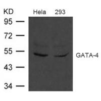 GATA-4 Antibody