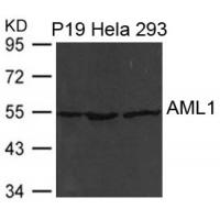 AML1(RUNX1) Antibody