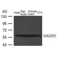 GAD65(GAD2) Antibody