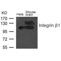 Integrin b1(CD29) Antibody