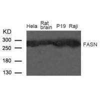 Fatty Acid Synthase(FASN) Antibody