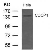 CDCP1(CD318) Antibody