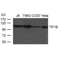 TIF1b Antibody
