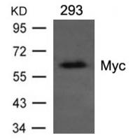 Myc Mouse Monoclnal Antibody