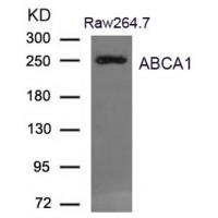 ABCA1 Antibody