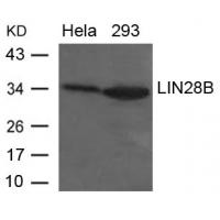 LIN28B Antibody