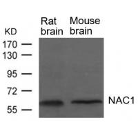 NAC1 Antibody