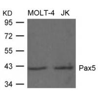 Pax5 Antibody