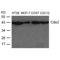 Cdx2 Antibody