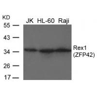 Rex1(ZFP42) Antibody
