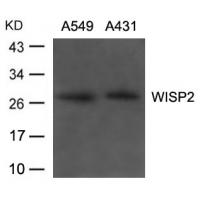 WISP2 Antibody