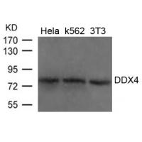 DDX4 Antibody