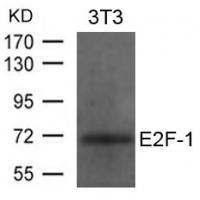 E2F-1 Antibody