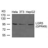 LGR5(GPR49) Antibody