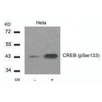 CREB(Phospho-Ser133) Antibody